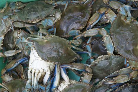 A nice haul of blue crabs.
